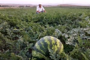 &Uuml;reticinin kabak aşılı &ccedil;ilesi