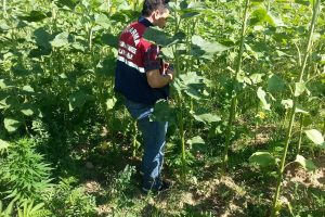 Uyuşturucu satıcılarına darbe! Artık ağır ceza...