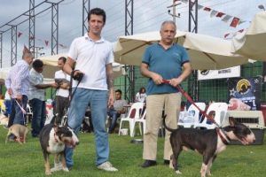 Bursa'da Ulusal Irk Yarışması