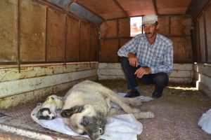 Bursa'da k&ouml;pek katliamı!