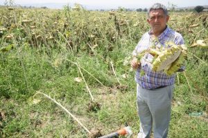 Bursa'da arazileri dolu vurdu