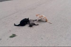 Yas tutan kediler herkesi duygulandırdı