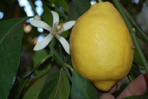 Limon fiyatlarında d&uuml;ş&uuml;ş yok