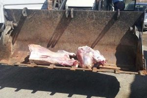 80 kilo bozuk et