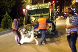 Belediyeden sokak k&ouml;peklerine zehirli iğne