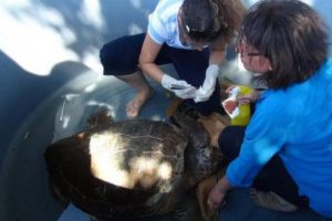 Yaralı Caretta Caretta bakıma alındı