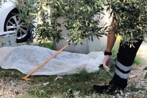 Ağa&ccedil; altında &ouml;l&uuml;me yattı