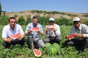 Adana karpuzuyla yarışıyor