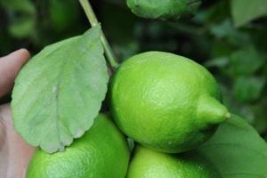 Limonun fiyatı y&uuml;z ekşitecek