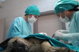 Kazazede k&ouml;peğe ameliyat