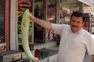 Balık değil, kabak !