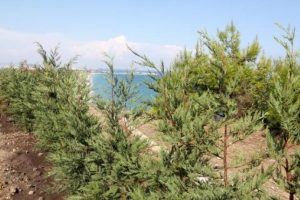 Plaja &ccedil;am ağa&ccedil;lı kamuflaj