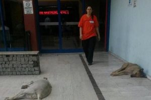 Hastane bah&ccedil;esinde k&ouml;pek dehşeti