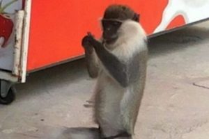 Ka&ccedil;ak maymun mahalleyi birbirine kattı