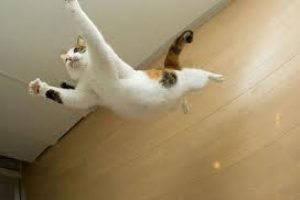 Tecav&uuml;z&uuml; 'kedi' &ouml;nledi