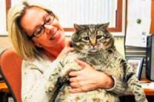En şişman kedi barınağa d&uuml;şt&uuml;