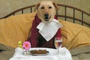 K&ouml;peği belediye başkanı se&ccedil;tiler