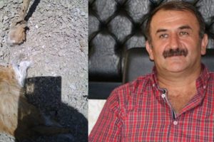 Belediye başkanının makamına başı kesik kedi bıraktılar