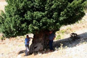 Bu ağa&ccedil; 1200 yıllık