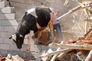 Aksaray'da ahır &ccedil;&ouml;kt&uuml;: 2 yaralı