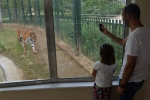 Kaplanlara &ouml;zel y&uuml;zme havuzlu villa