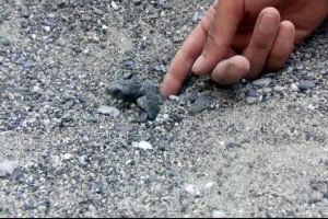 Yavru carettalar denizle buluştu