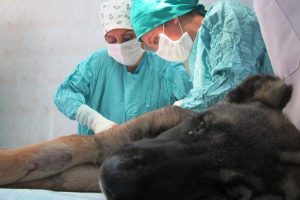 Yaralı k&ouml;pek Nil&uuml;fer'de hayat buldu