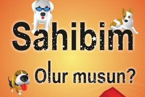 Sokak hayvanları sahiplerini bekliyor