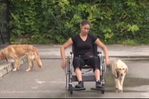 Engelliler i&ccedil;in eğitilen k&ouml;peklerden "Casper"a talip &ccedil;ıktı