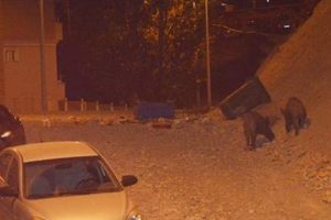 Yaban domuzları şehre indi