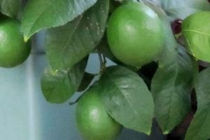 Limona zam gelince &ccedil;akması &ccedil;ıktı