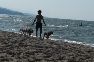 Bursa'da plajda pitbull paniği