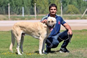 "Altın madalya kazanıp d&uuml;ğ&uuml;nde takacağım"
