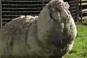 6 yılda 20 kilogram y&uuml;n