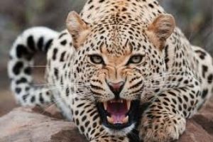 Saldırgan leopara bakın ne yaptı?