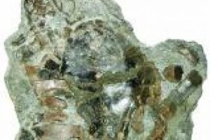 Brezilya'da 125 milyon yıllık kaplumbağa fosili bulundu