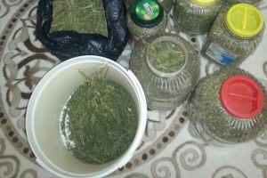 Turşu bidonuna 'bonzai' kurdular