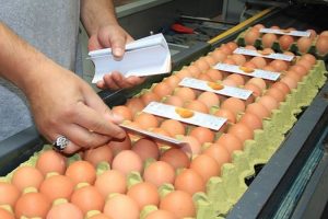 T&uuml;rk yumurtası Rusya yolcusu