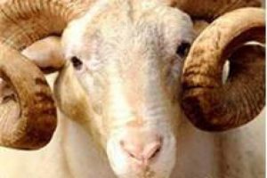 Kurban fiyatları belli oldu!