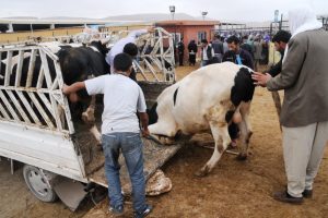 Veterinerlerden kurban bayramı &ouml;ncesi uyarı!