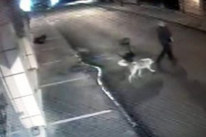 Bu hırsızın su&ccedil; ortakları k&ouml;pekler