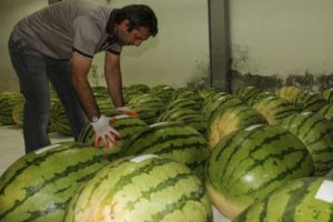 Festivalde yarışacak karpuzlar ağırlığını g&ouml;sterdi
