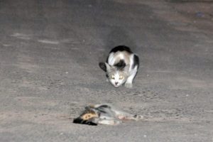&Ouml;len kedinin başından ayrılmadı!&Ouml;len kedinin başından ayrılmadı!