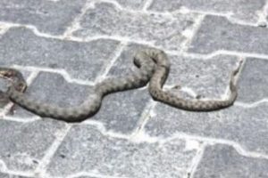 Ayağına yılan dolanan s&uuml;r&uuml;c&uuml; kaza yaptı