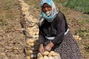 Patates fiyatlarında b&uuml;y&uuml;k d&uuml;ş&uuml;ş