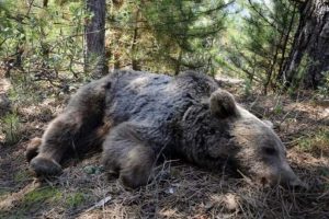 Domuz kapanına d&uuml;şen ayıyı kurtarma operasyonu!