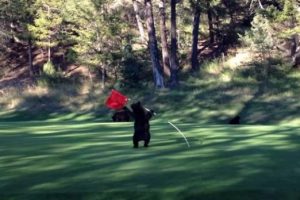 Golf sahasının davetsiz misafiri