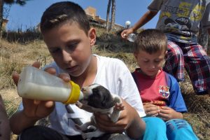 Biberonla k&ouml;pekleri besliyorlar