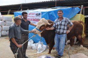 Otomobil fiyatına kurbanlık