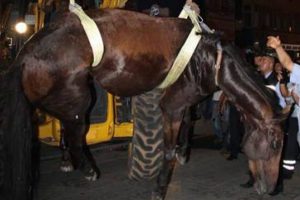 Ayağı mazgala sıkışan atı itfaiye kurtardı